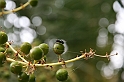 Kanary_2010 139